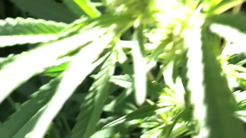 Cannabis Garden 2024: Early Budding Stage