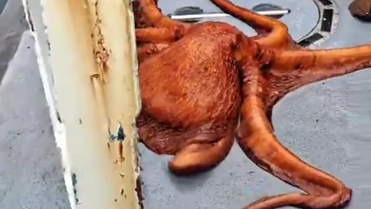 This magnificent giant Pacific octopus caught off the coast of California by sportfishers.