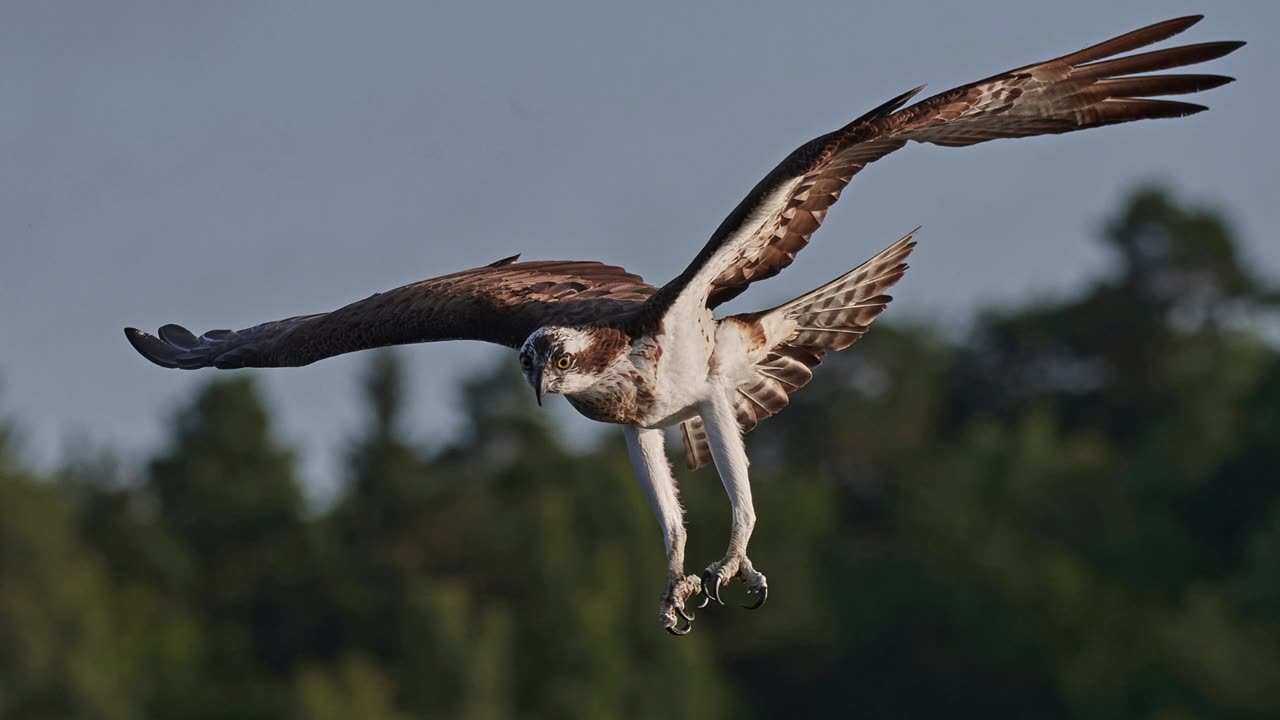 The Osprey: Close Up HD Footage (Pandion haliaetus)