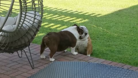 Ouiji The English Bulldog from the Top Rope on Tua the English Bulldog