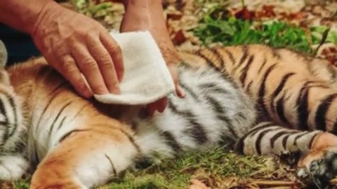 Mama Tiger Begged The Fisherman To Save Her Lifeless Cub