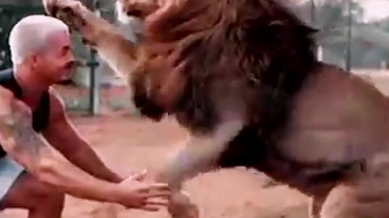 Lion play With trainer Animals video