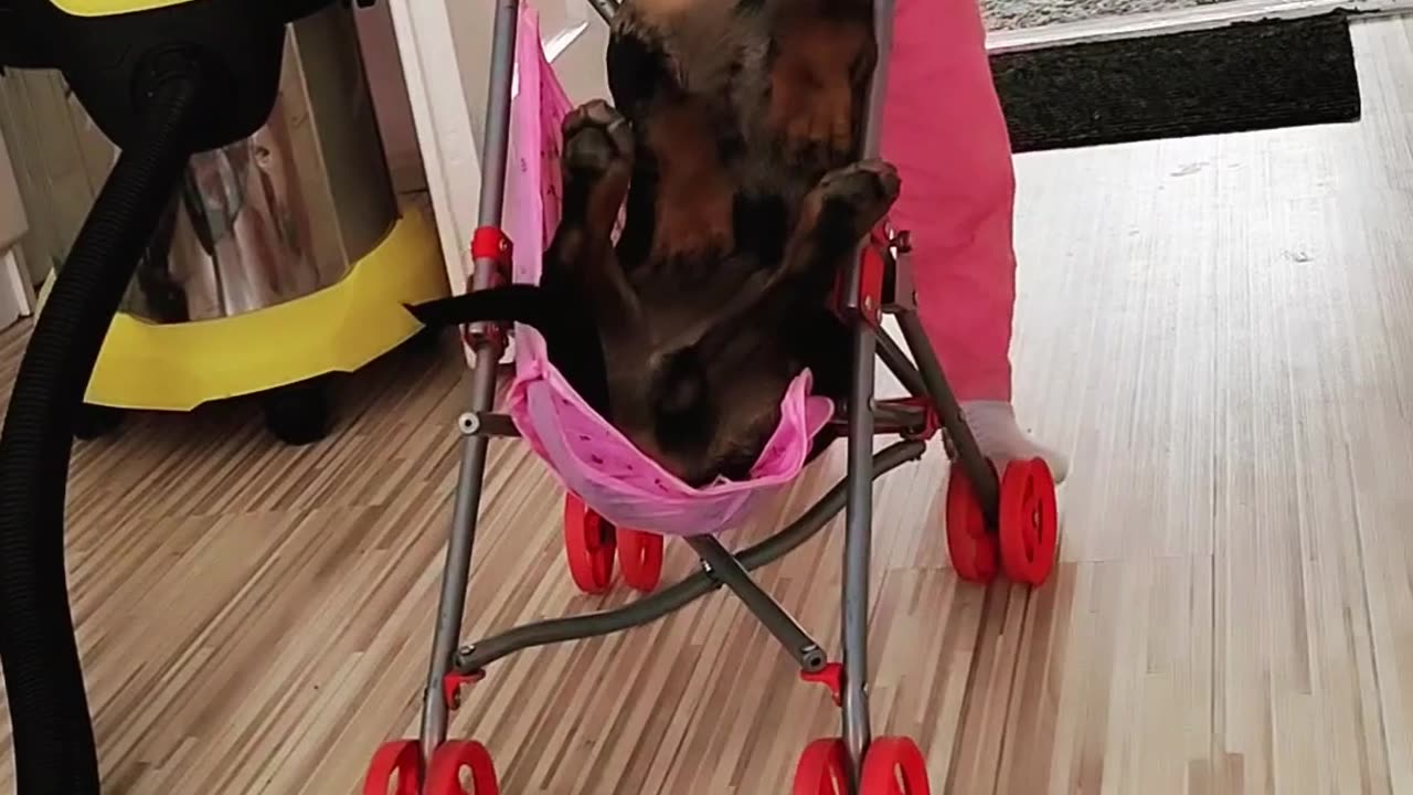 Toddler Pushes Dachshund in a Stroller