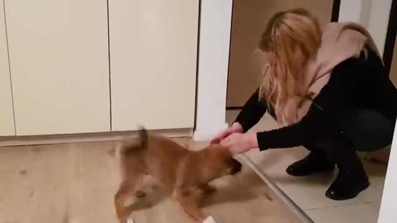 Puppy can't contain his excitement when owner comes home