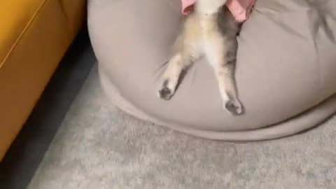 Little kittens are so energetic, they must be trained professionals.