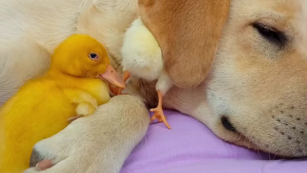 Chick and dog 🐶🐩