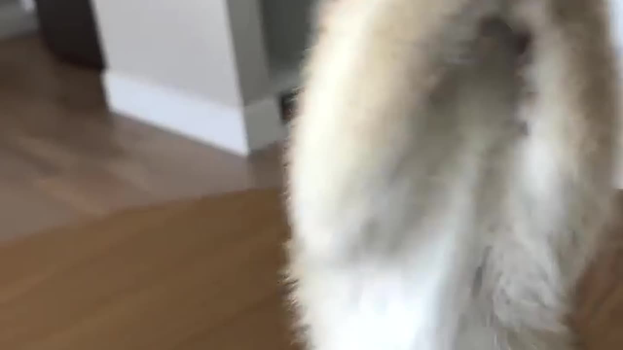 Cat videos cute cats kittens 😻🙉(720P_60FPS)