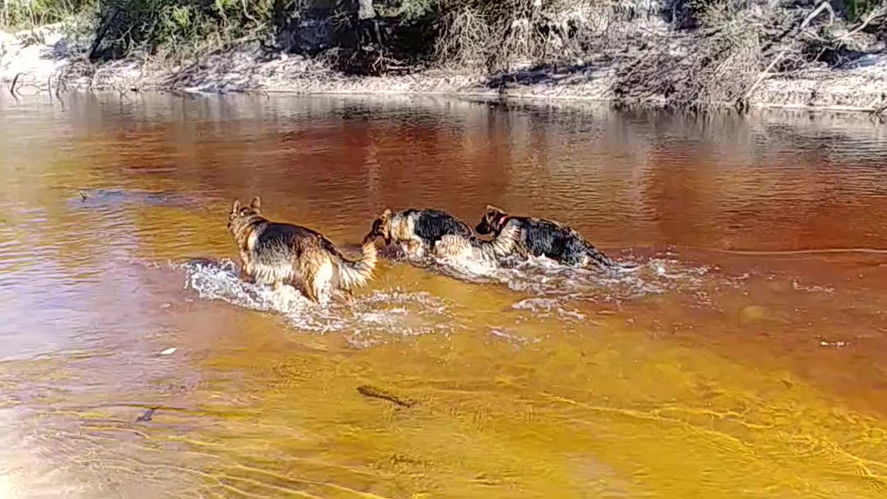 German Shepherds Rome and Jules swimming at the river place Alapaha River is lower