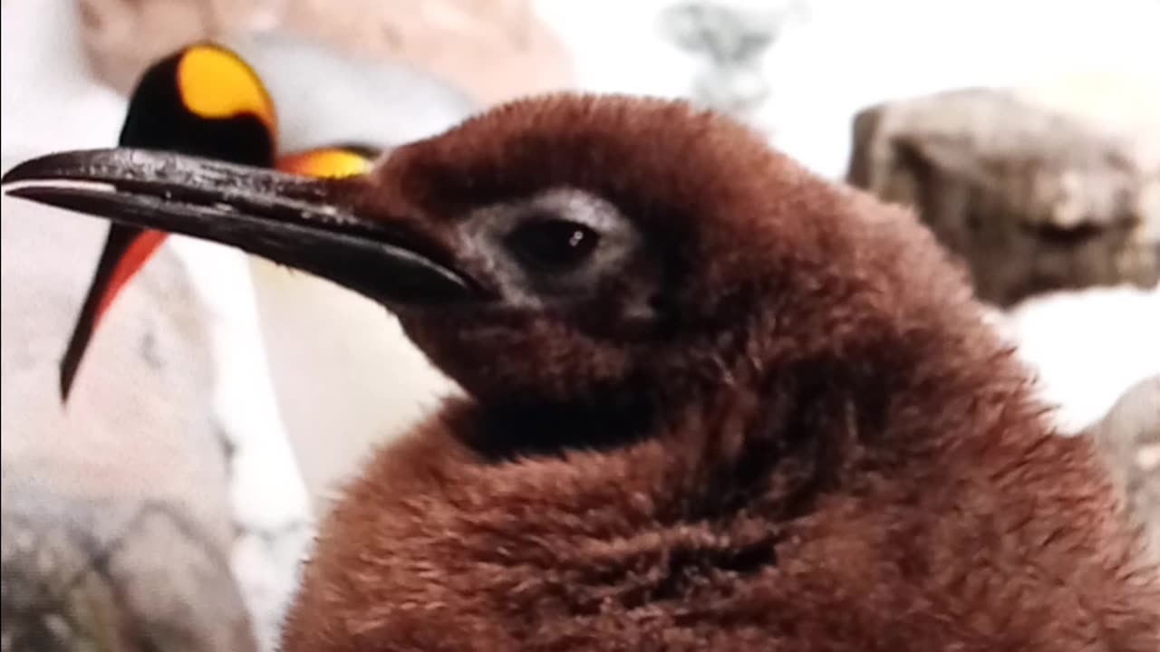 Meet pesto: the massive baby penguin