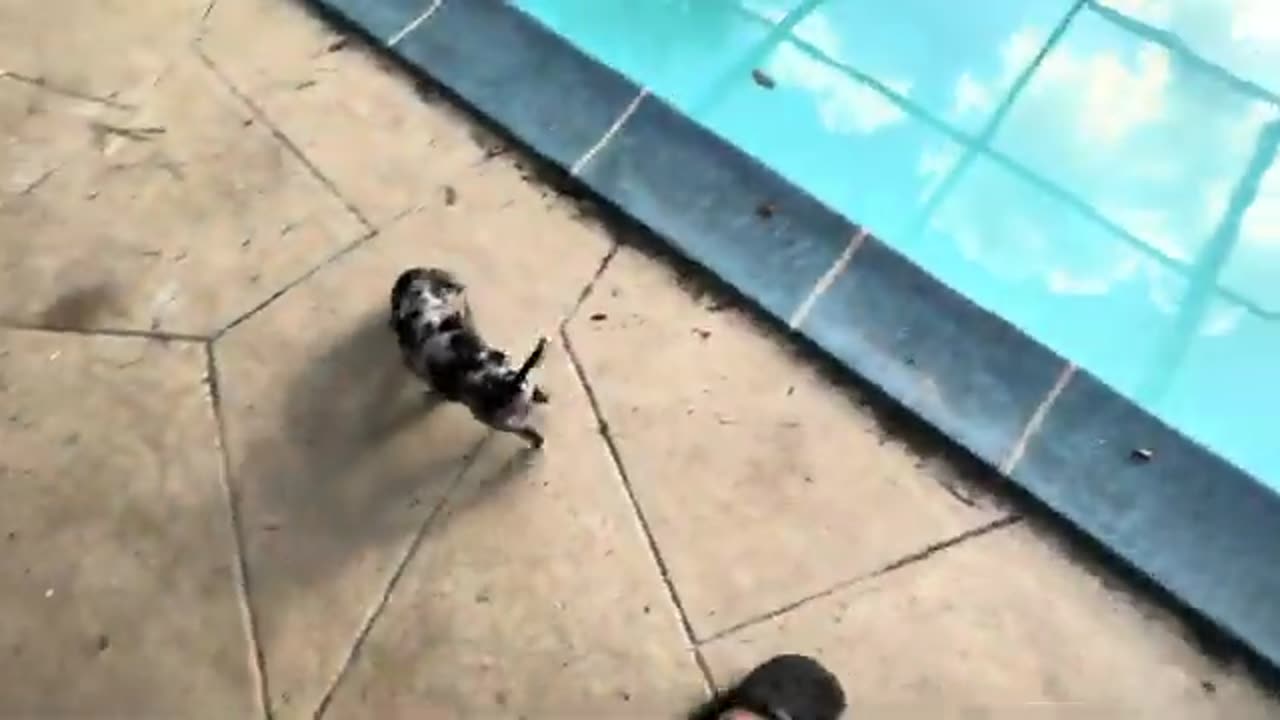 _Vlog_ Introducing the new hunting puppy - food games and playing with the pack