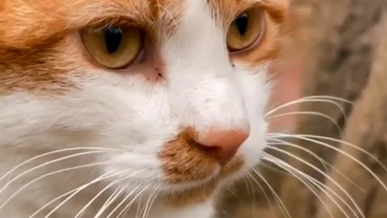 Most Beautiful Cats - Beautiful Funny Cats #beautifulcat #cat #funnycats