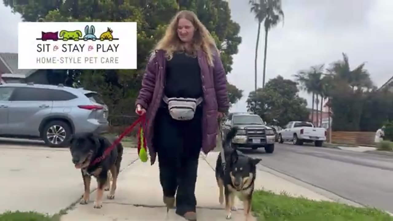 Dog walking West Los Angeles * Call (310) 862-4445 | Sit Stay Play
