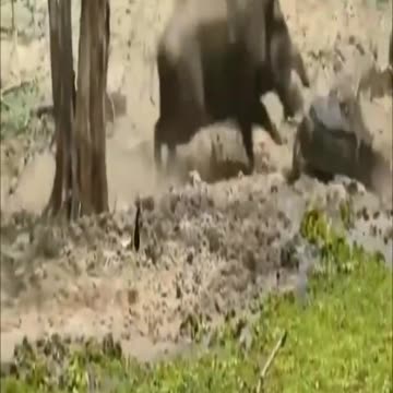 Ostrich vs Tiger, Lion vs Giraffe, Giraffe Fighting Vine | Deadly Wildlife Encounter 2021 #Shorts