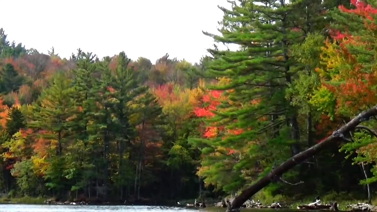 Fall Foliage