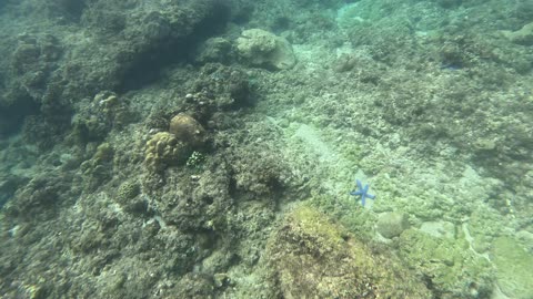 Snorkeling Day, The Reef is Coming Back Alive