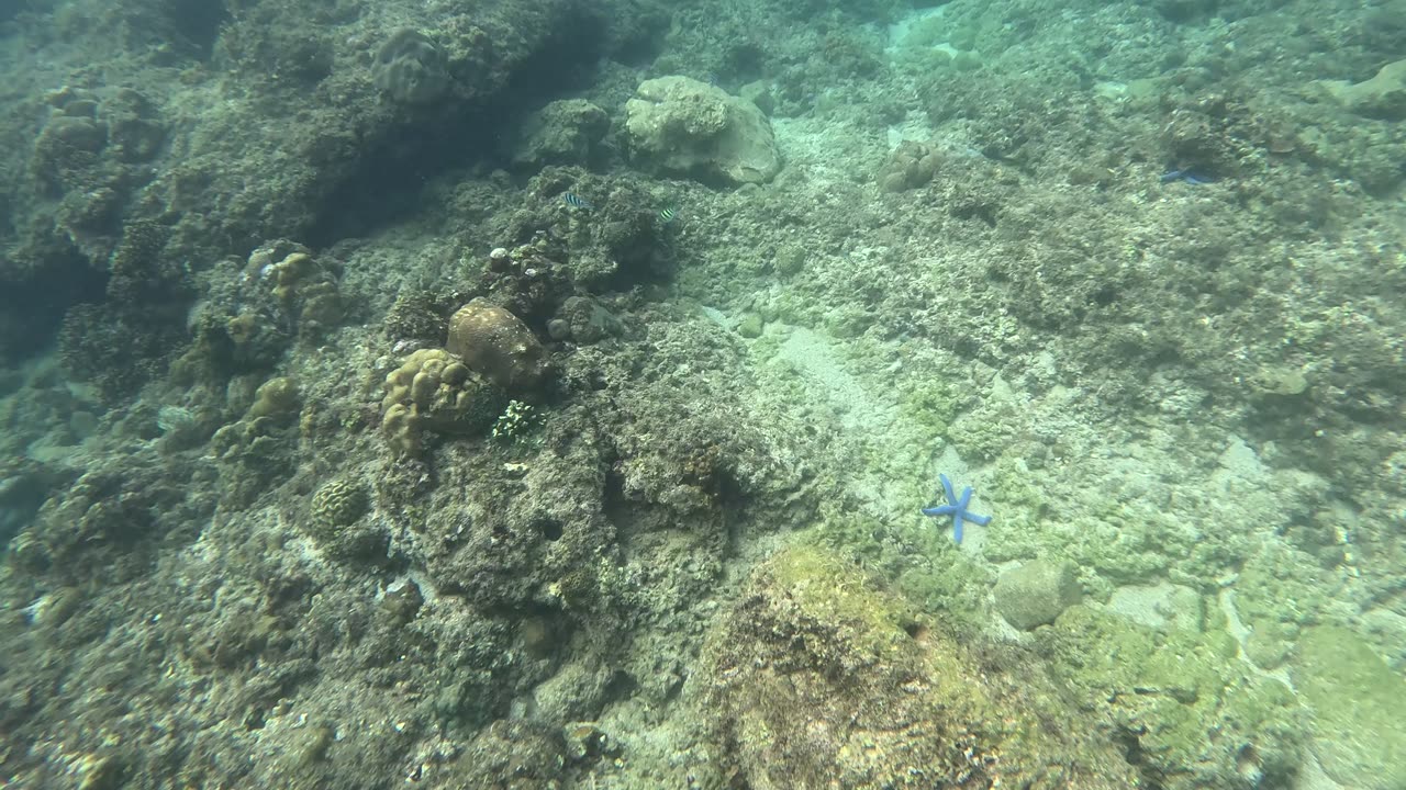 Snorkeling Day, The Reef is Coming Back Alive