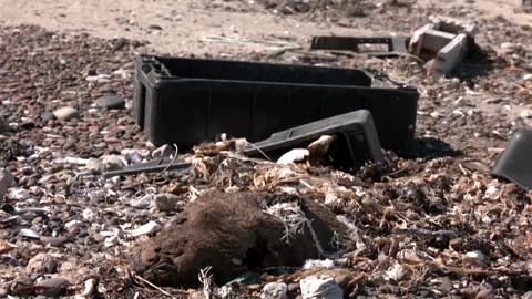Fishing waste endangers wildlife and human health in Patagonia