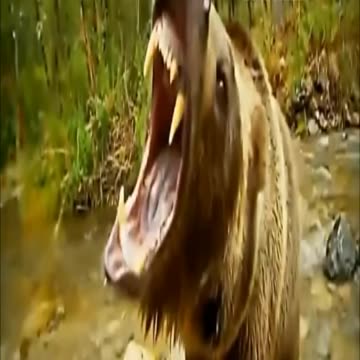 The Best Fights In The Animal Kingdom 2021, Craziest Animal Fights Caught on Sight #Shorts