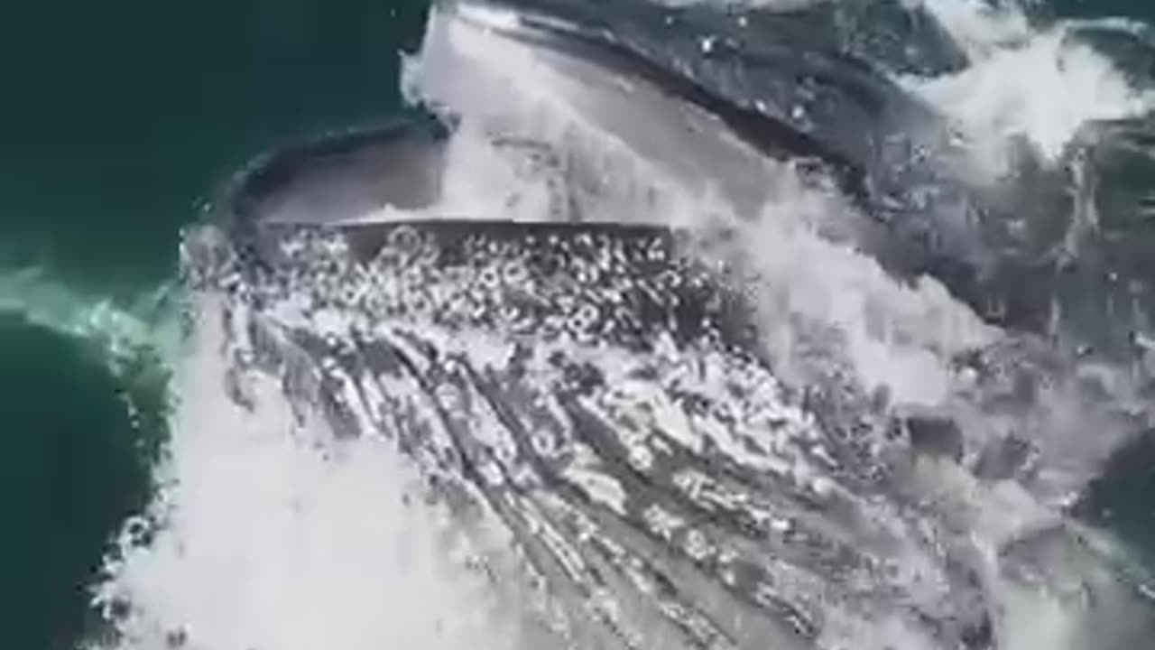 Humpback Whale DEVOURS millions of krill in one bite Slow motion whale mindblowing