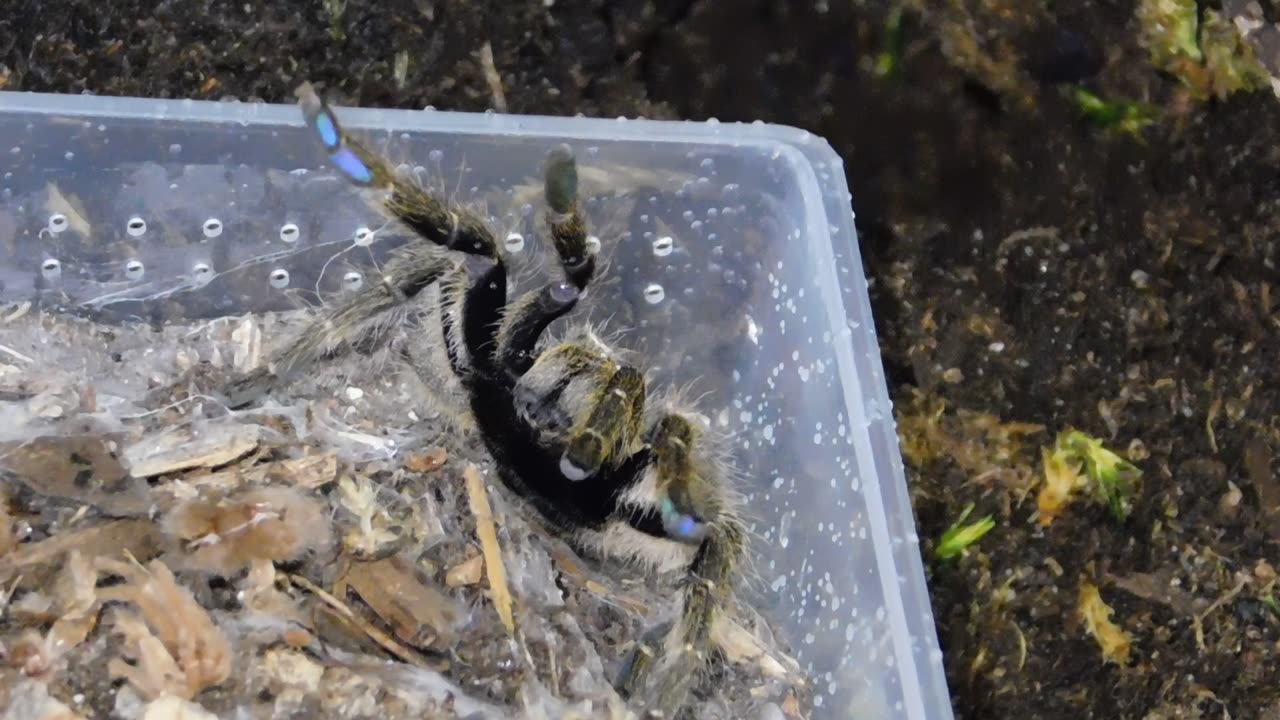 Tarantula Threat Pose - Ceratogyrus darlingi