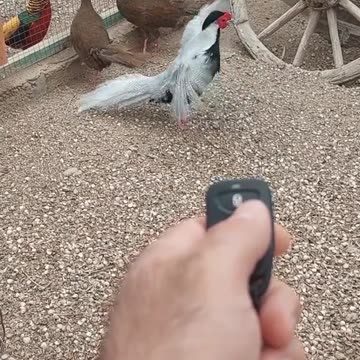 Remote control bird 🐔