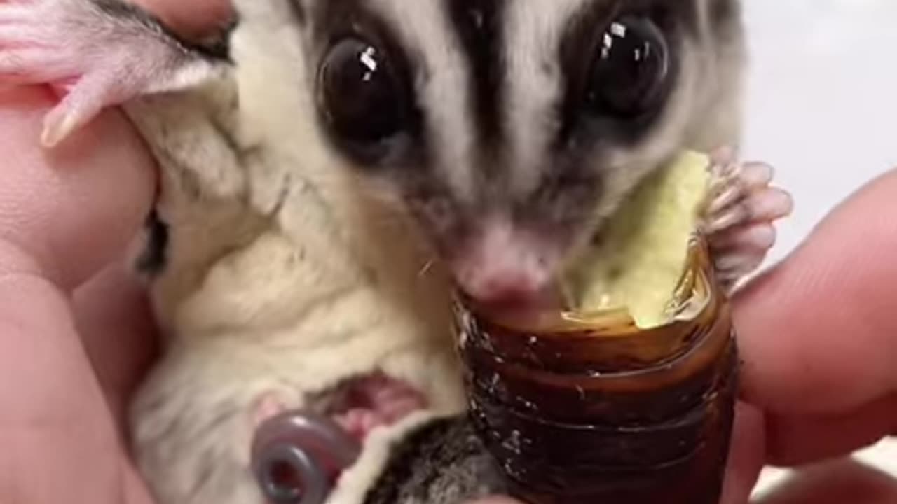 Baby Sugar Glider in Mother's Pouch #sugarglidercare #shortsviral #sugarglider