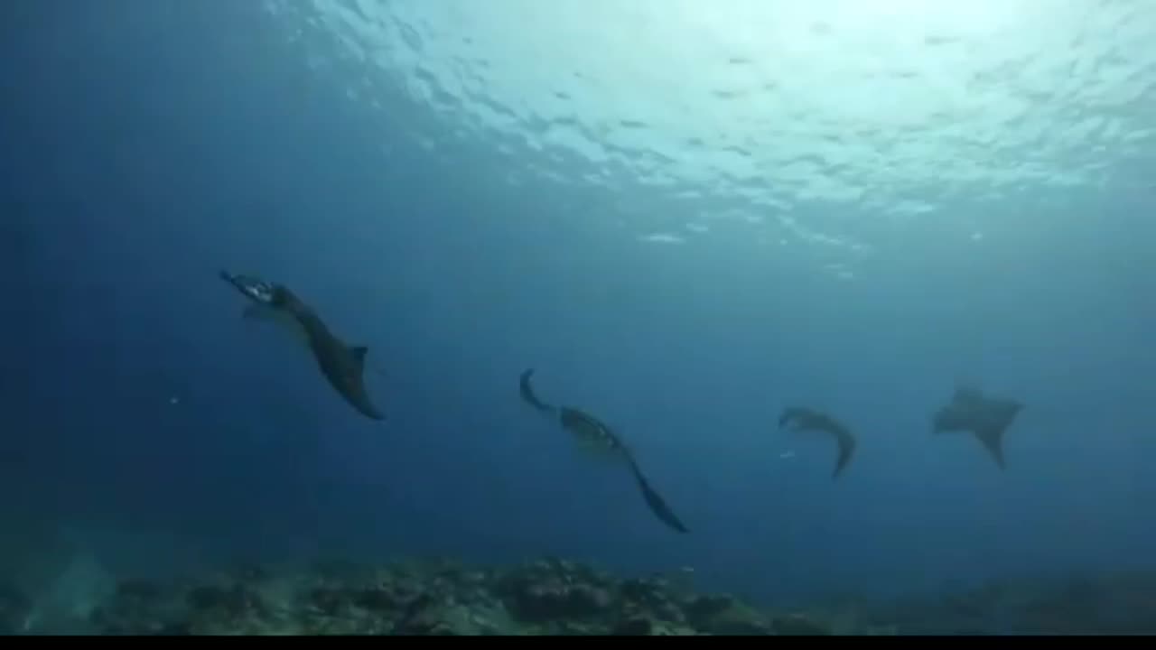 Manta ray courtship