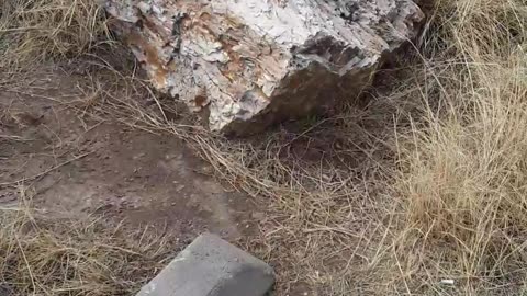 Petrified National Forrest in Arizona January 31, 2023 WOW the trees are huge