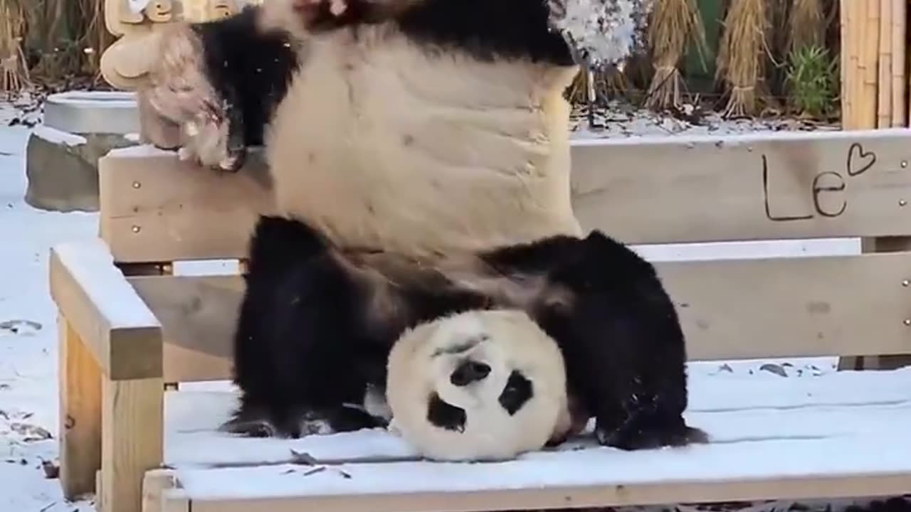 Panda bear doing a headstand