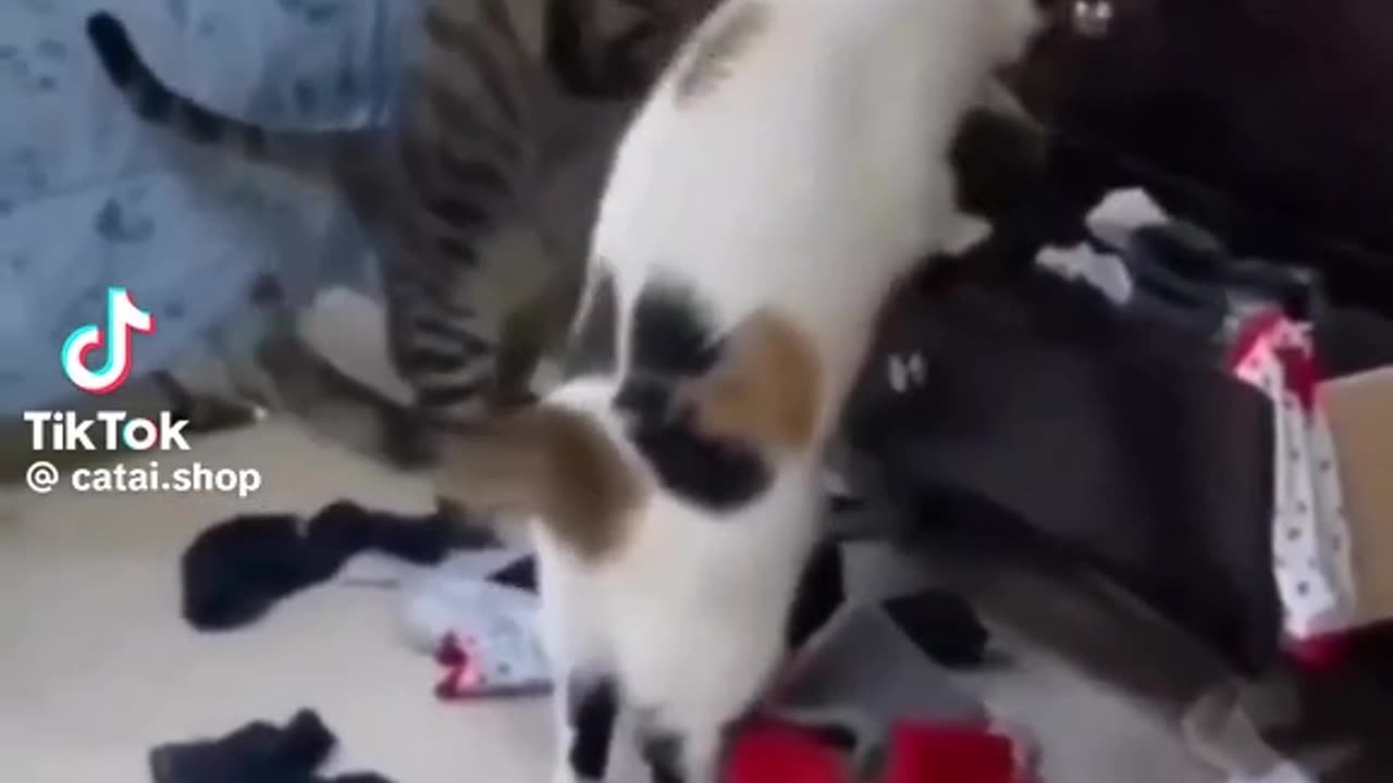 Funny Cat videos