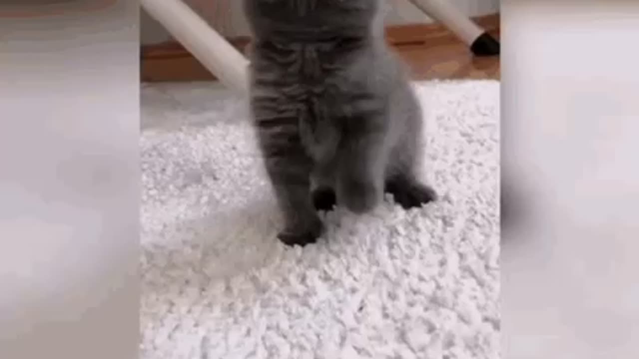 Cute Cat Gif