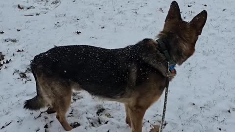 Virgil's first snow fall of 2024