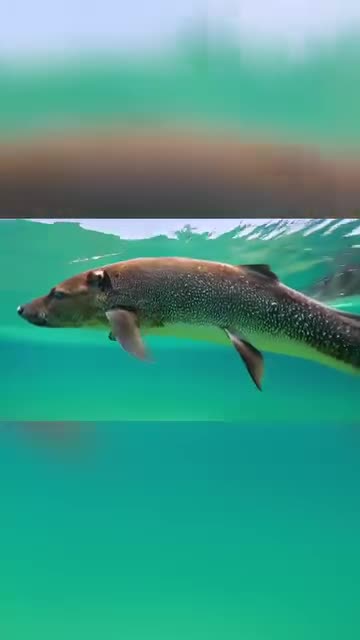 Fish with a Wolf head