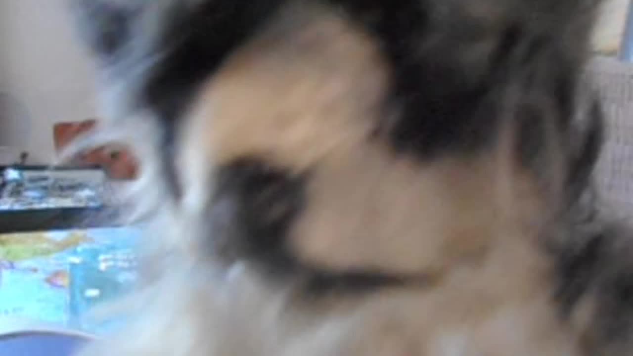 Reprising The Robot Kitty's Theme Song