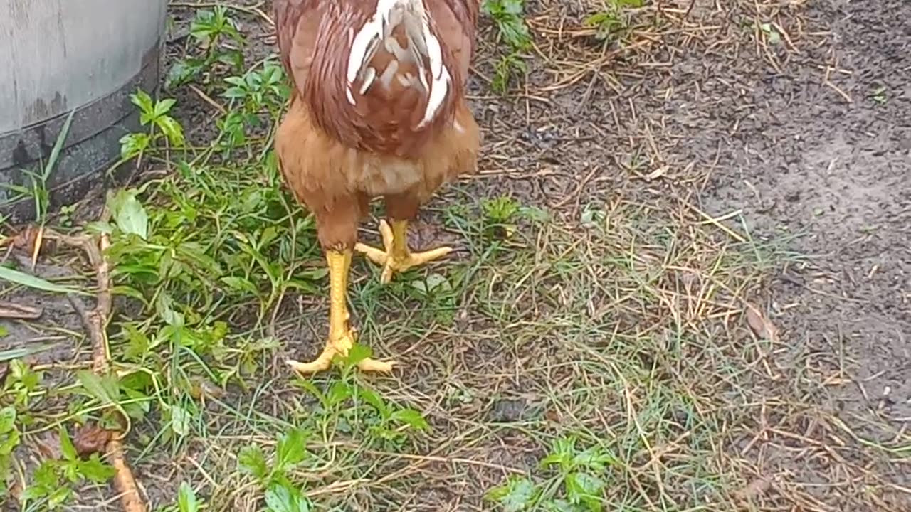 Waterlogged Chicken Yard 10-4-24