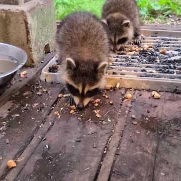 07-08-23 | Feeding Baby Raccoons | Part 9 | #shorts
