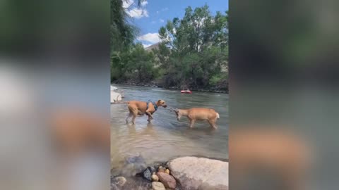 Dog Meets Deer For the First Time!😁🦌