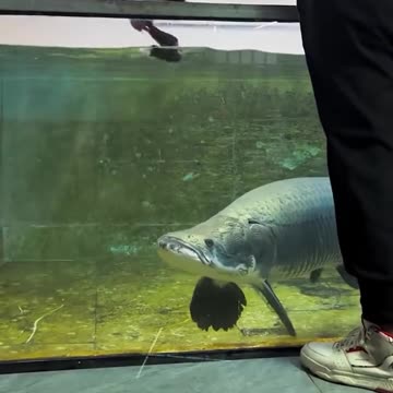 Discovering Predatory Fish in Captivity #ViralVideo #trending #Famous #USA