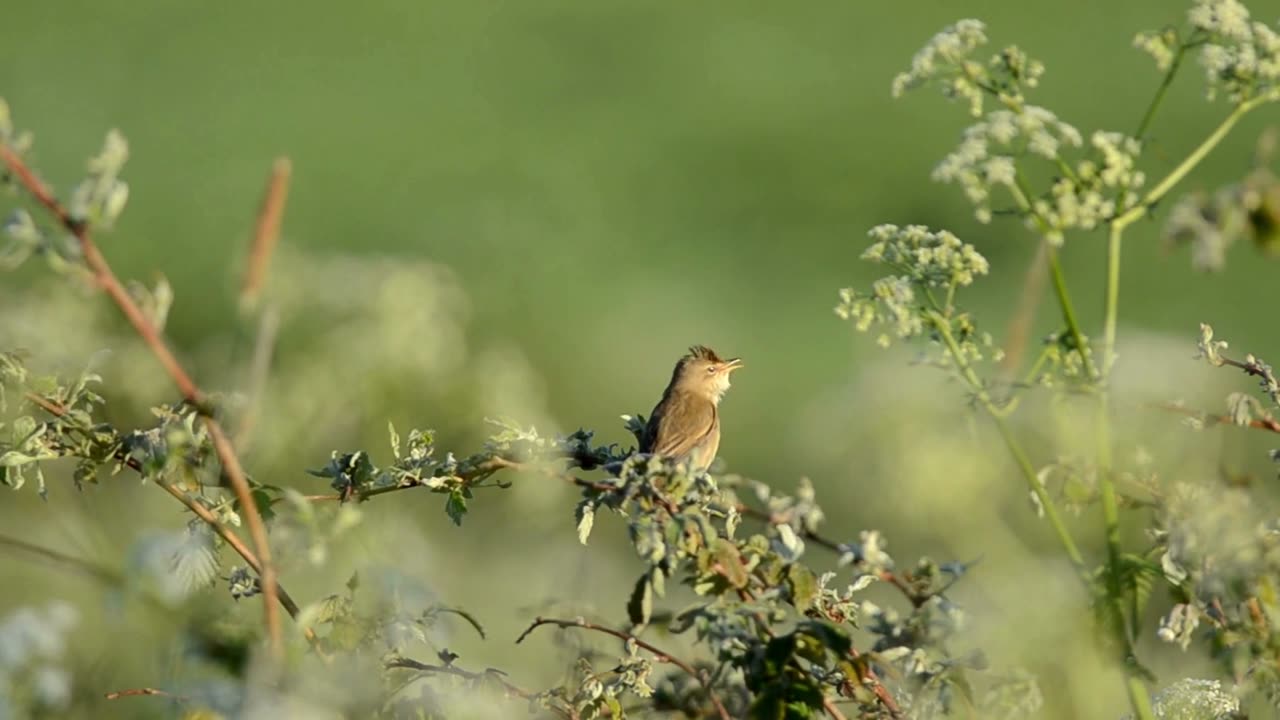 The Marsh Warbler: Close Up HD Footage (Acrocephalus palustris)