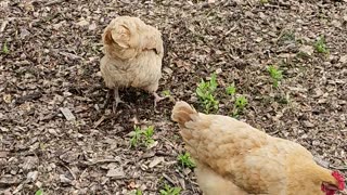 OMC! Normally peaceful chicken turns 2 VIOLENCE - Wins pecking contest vs hens! #chickens #shorts 🐔🐔