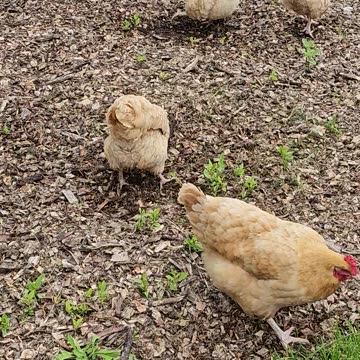 OMC! Normally peaceful chicken turns 2 VIOLENCE - Wins pecking contest vs hens! #chickens #shorts 🐔🐔