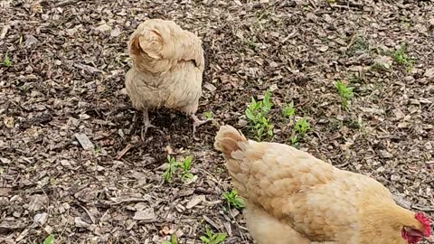 OMC! Normally peaceful chicken turns 2 VIOLENCE - Wins pecking contest vs hens! #chickens #shorts 🐔🐔