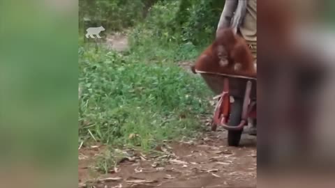 Funny Monkeys Videos - Funniest Monkey Will Make You Laugh Hard Compilation