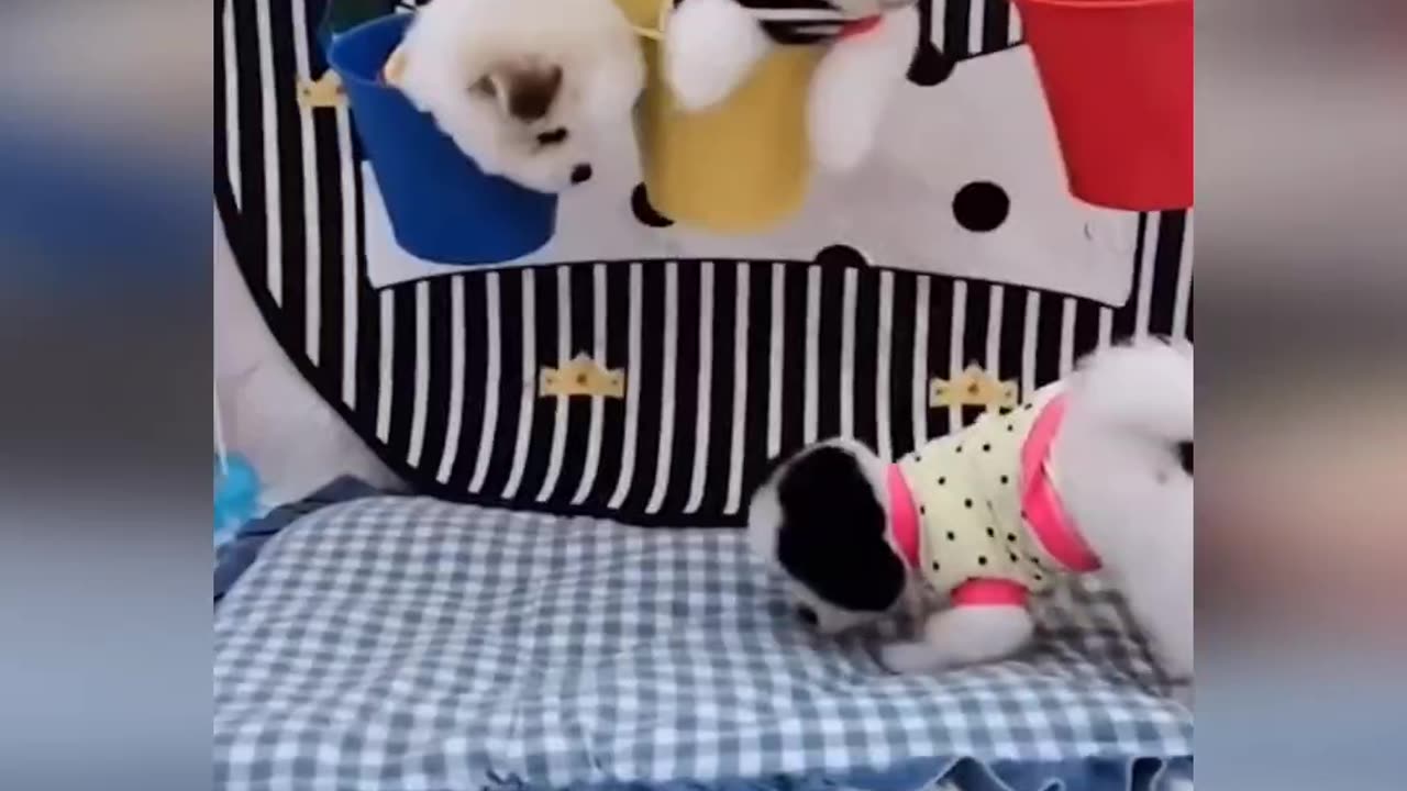 Funny Dogs Part 2