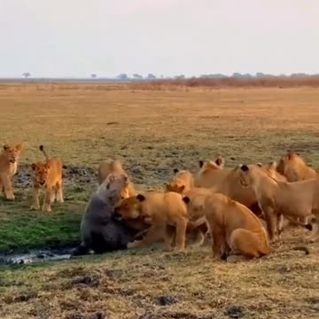 Dangerous crocodile vs dangerous lions fight
