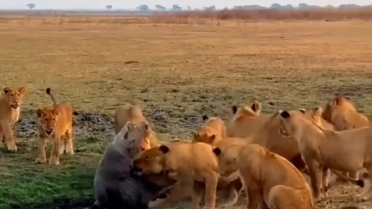 Dangerous crocodile vs dangerous lions fight