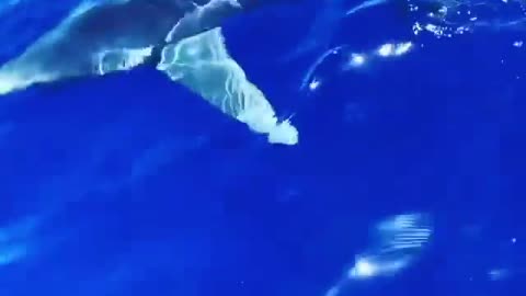 Wildlife