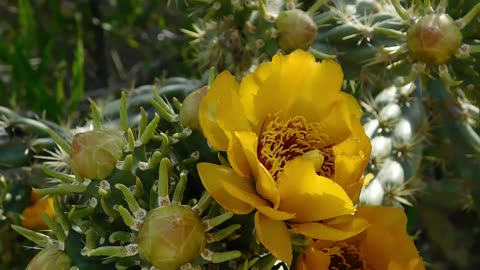 Blooming Buckhorn Cholla