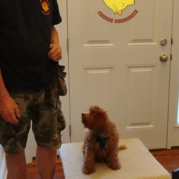 Bo Bear and the Fuzzy Tail Game