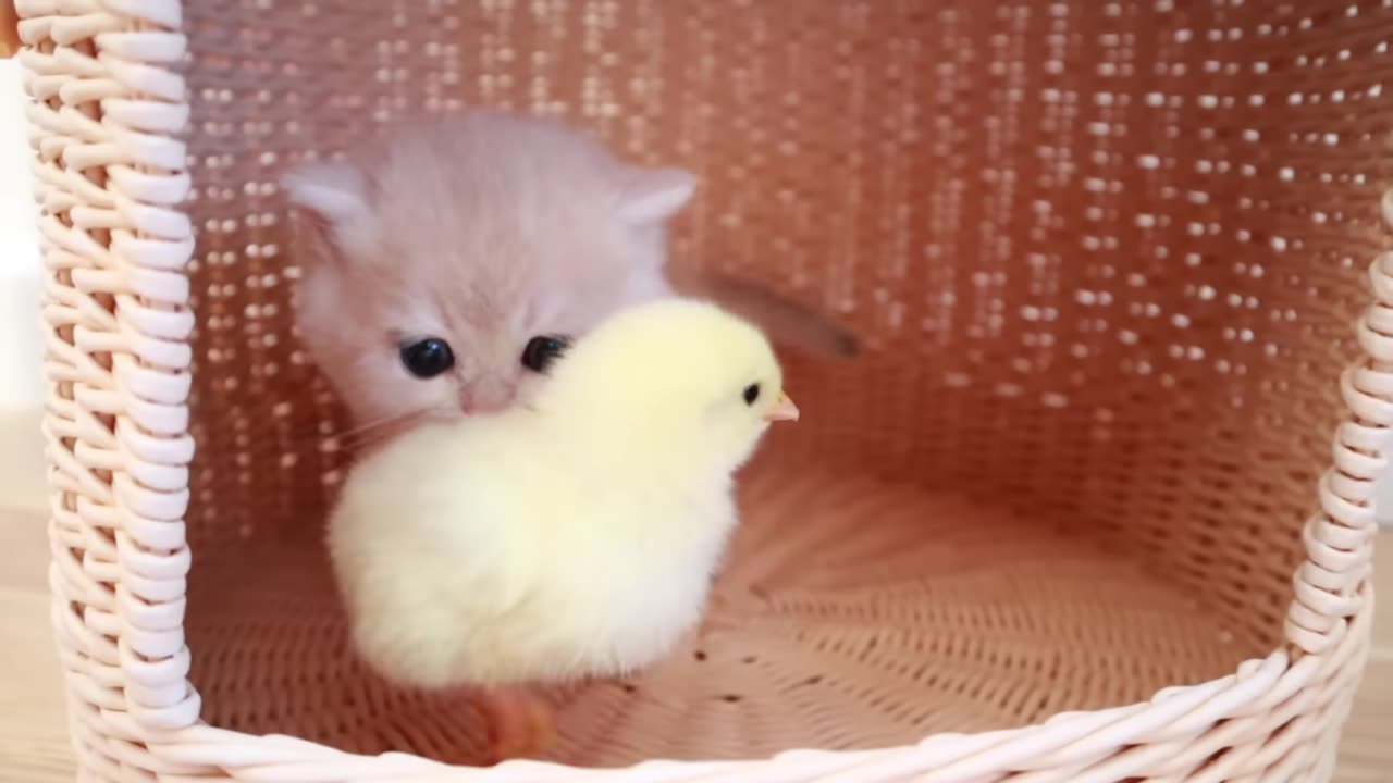 Kittens walk with a tiny chicken